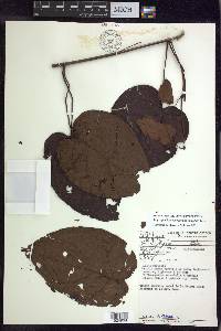 Stigmaphyllon convolvulifolium image