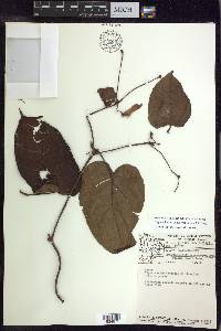 Stigmaphyllon convolvulifolium image