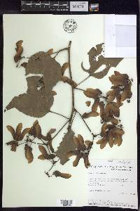 Stigmaphyllon argenteum image