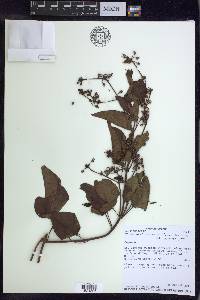 Stigmaphyllon convolvulifolium image