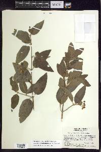 Stigmaphyllon bannisterioides image