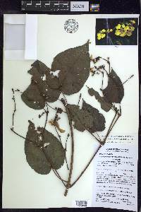 Stigmaphyllon convolvulifolium image