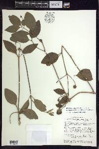 Stigmaphyllon bannisterioides image