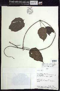 Stigmaphyllon argenteum image