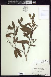 Stigmaphyllon bannisterioides image