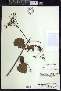 Stigmaphyllon convolvulifolium image