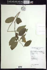 Stigmaphyllon bannisterioides image