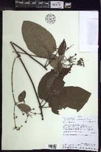 Stigmaphyllon bogotense image