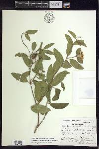 Stigmaphyllon bannisterioides image