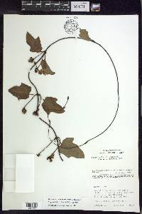 Stigmaphyllon blanchetii image