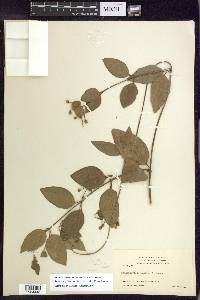 Stigmaphyllon bannisterioides image