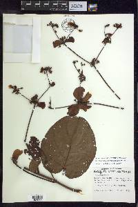 Stigmaphyllon convolvulifolium image