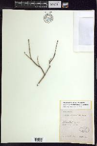 Stigmaphyllon bannisterioides image