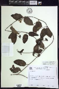 Stigmaphyllon blanchetii image