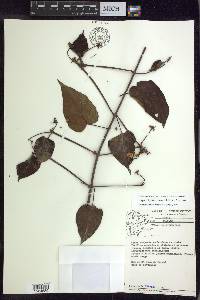Stigmaphyllon convolvulifolium image