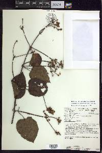Stigmaphyllon convolvulifolium image