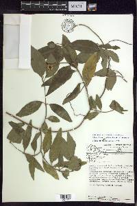 Stigmaphyllon bannisterioides image
