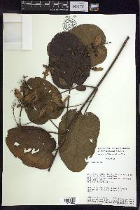 Stigmaphyllon bogotense image