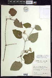 Stigmaphyllon coloratum image