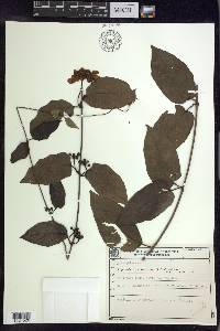 Stigmaphyllon blanchetii image