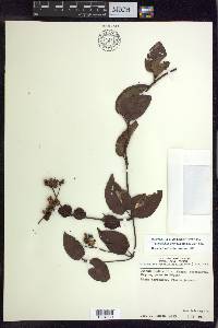 Stigmaphyllon convolvulifolium image