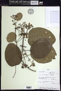 Stigmaphyllon bogotense image