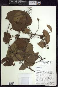 Stigmaphyllon bogotense image