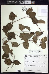 Stigmaphyllon auriculatum image