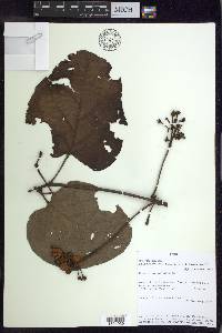 Stigmaphyllon cuzcanum image