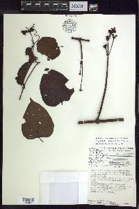 Stigmaphyllon convolvulifolium image