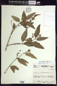 Stigmaphyllon bannisterioides image