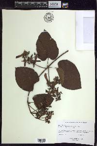 Stigmaphyllon convolvulifolium image