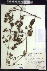 Stigmaphyllon alternifolium image