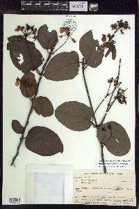 Stigmaphyllon blanchetii image