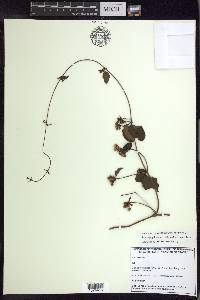 Stigmaphyllon auriculatum image