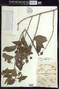 Stigmaphyllon bannisterioides image