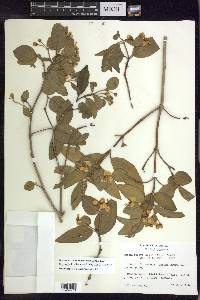 Stigmaphyllon bannisterioides image