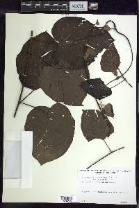 Stigmaphyllon finlayanum image