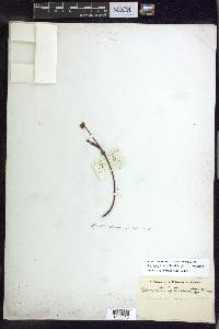 Stigmaphyllon floribundum image