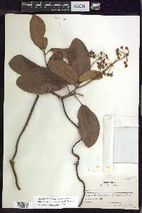 Stigmaphyllon floribundum image