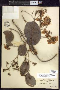 Stigmaphyllon floribundum image