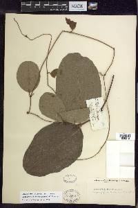 Stigmaphyllon floribundum image