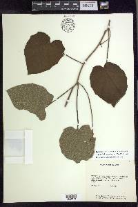 Stigmaphyllon palmatum image