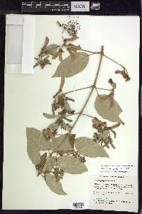 Stigmaphyllon hypargyreum image