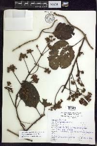 Stigmaphyllon gayanum image