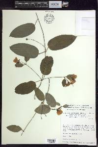 Stigmaphyllon ellipticum image
