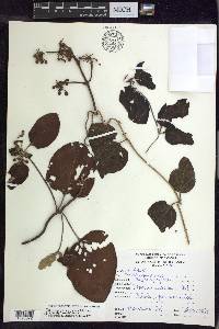Stigmaphyllon gayanum image