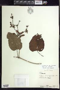 Stigmaphyllon retusum image