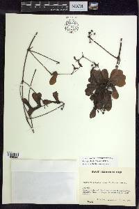 Stigmaphyllon herbaceum image