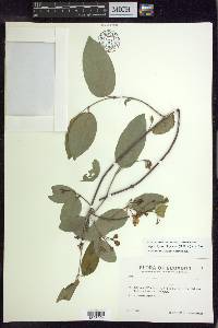 Stigmaphyllon ellipticum image
